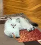 Невска маскарадна котка , снимка 3
