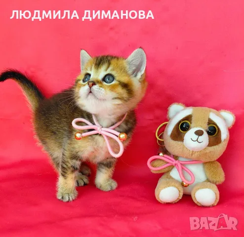 Златна чинчила  момиче. , снимка 3 - Британска късокосместа - 56577268