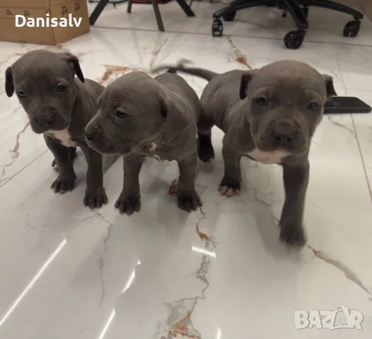 Питбул Блу нос/ Pitbull Blue nose