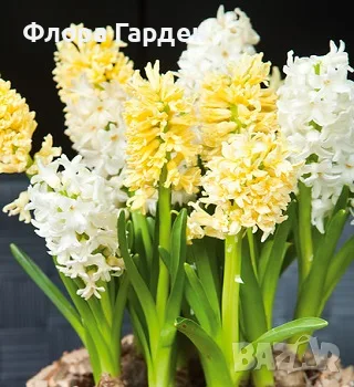 Луковици ЗЮМБЮЛИ - Комбинирани смеси, снимка 2 - Градински цветя и растения - 56732857