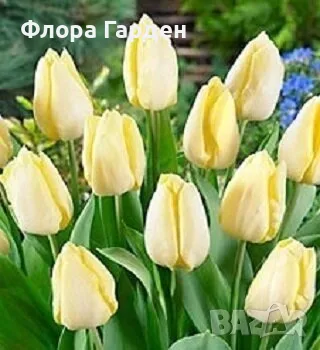 Луковици ЛАЛЕТА, снимка 7 - Градински цветя и растения - 56629976