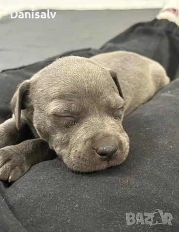 Питбул Блу нос/ Pitbull Blue nose, снимка 2 - Питбул - 56749748