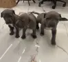 Питбул Блу нос/ Pitbull Blue nose, снимка 1
