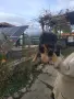 кралски пекинез момче и момиче , снимка 2