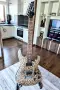 Ibanez SA 120, 2006, Indonesia, снимка 2