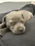 Питбул Блу нос/ Pitbull Blue nose, снимка 2
