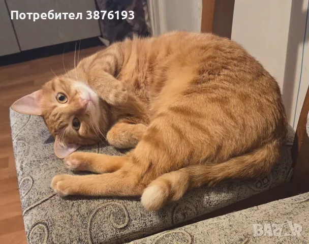 Подарявам котка, снимка 2 - Други - 56588616