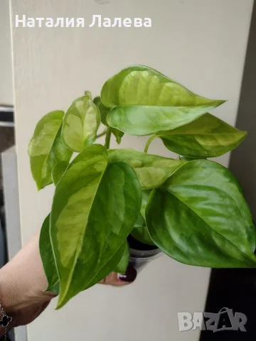 Eпипремнум, epipremnum Global Green