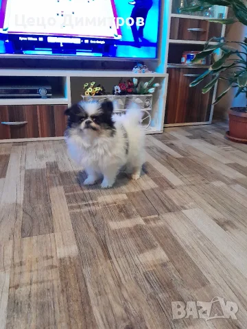 померанче Момиченце 