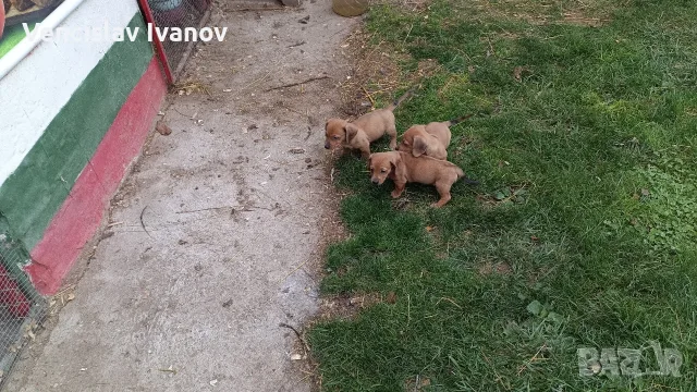 дакелчета на 41 дена, снимка 3 - Дакели - 56588731