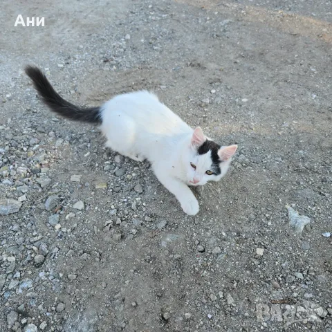 Коте на три месеца, снимка 6 - Други - 56636418