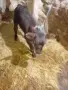 Продаваме две теленца близначета, снимка 2