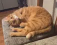 Подарявам котка, снимка 2