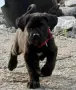 кученце Кане Корсо, снимка 5