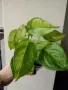 Eпипремнум, epipremnum Global Green, снимка 1