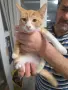Подарявам котенца, снимка 3