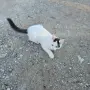 Коте на три месеца, снимка 6