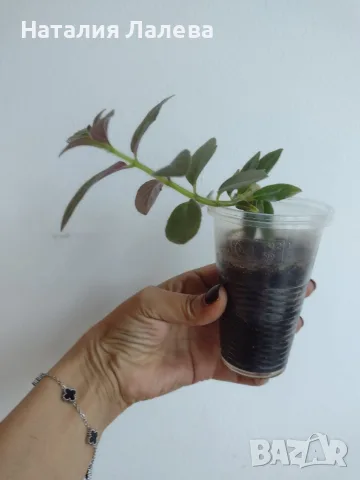 Колумнея, Columnea Maryjane Evans, снимка 3 - Стайни растения - 56665784