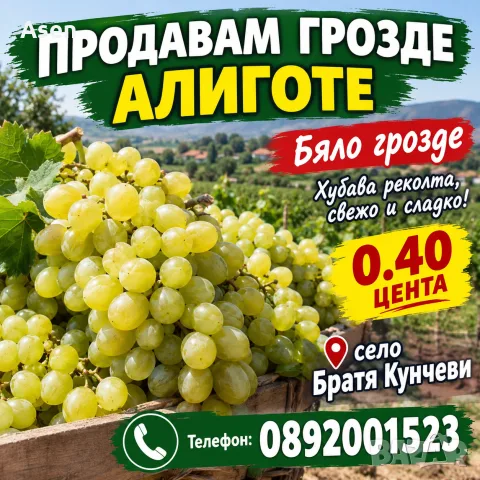 продавам грозде мерло кабарне алиготе 0. 40 цента 
