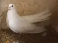 въртеливи гълъби, снимка 1