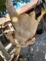 Кокошки.                  ., снимка 4