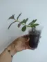 Колумнея, Columnea Maryjane Evans, снимка 3