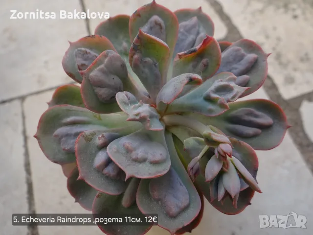 Сукуленти Echeveria различни видове, снимка 9 - Стайни растения - 56716473