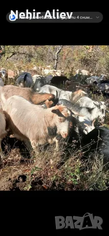 Продавам стадо кози, снимка 6 - Кози - 56635415