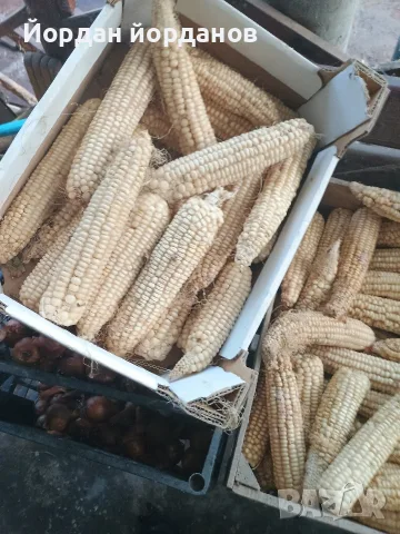 продавам бяла царевица 