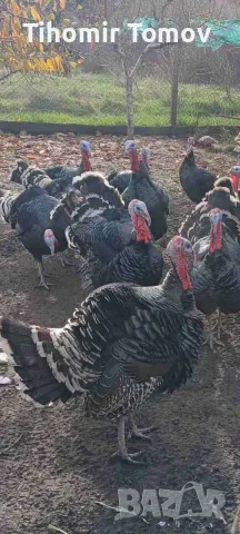 продавам пуйки пуяци, снимка 5 - Кокошки и пуйки - 56725009
