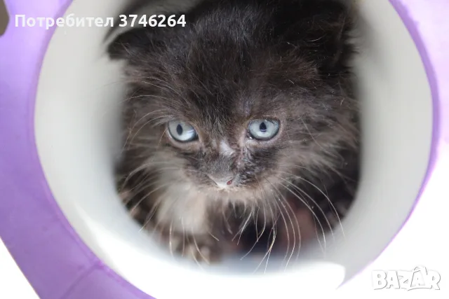 Черно котенце търси дом, снимка 3 - Други - 56600894