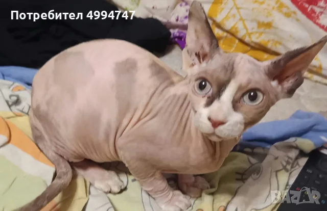 продавам женско коте канадски сфинкс , снимка 2 - Сфинксове - 56732503