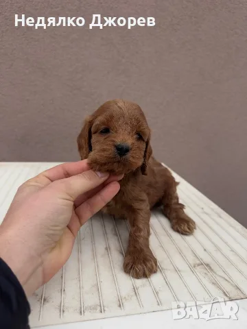 Кавапу/Cavapoo момчета и момичета