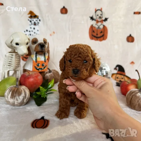 Toy poodle той пудел, снимка 5 - Пудели - 56555077