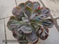 Сукуленти Echeveria различни видове, снимка 9