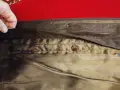 Дамско палто зимно, снимка 8