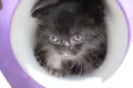 Черно котенце търси дом, снимка 3