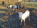 Продавам млада коза, снимка 3