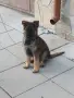 Две момичета немски овчарки!, снимка 5