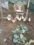 Кокошки Араукана , снимка 2
