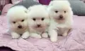 Померански шпиц чисто бели, снимка 3
