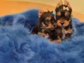 мини йоркширски териер, снимка 4