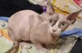 продавам женско коте канадски сфинкс , снимка 2