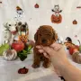 Toy poodle той пудел, снимка 5