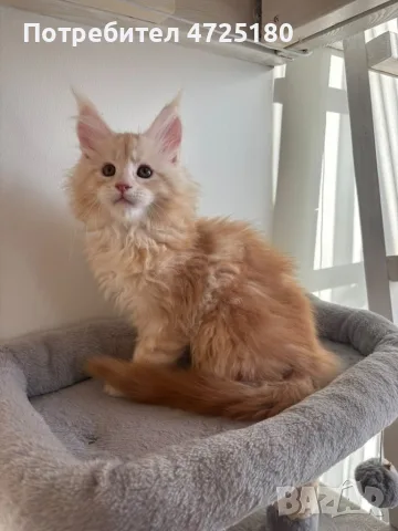 Maine Coon Kittens, снимка 5 - Мейн кун - 56606562