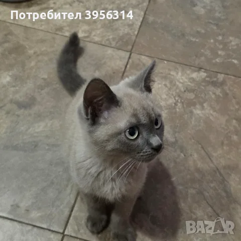 продава се Blu Point, снимка 3 - Британска късокосместа - 56643003