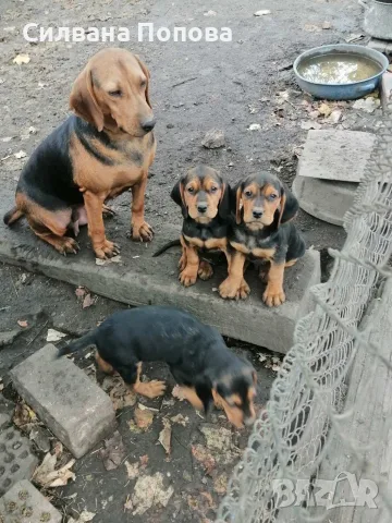 БАЛКАНСКИ ГОНЧЕТА