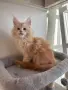 Maine Coon Kittens, снимка 5