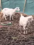 Бременни кози и пърчове, снимка 4