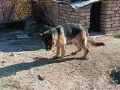 Продавам немска овчарка , снимка 1